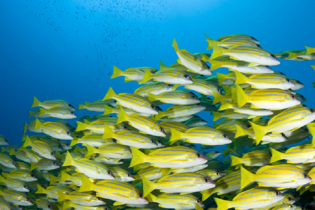 Maldives-02